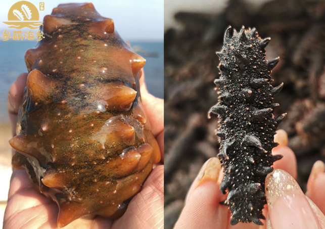 海参如何挑选？如何辨别好的海参与劣质海参